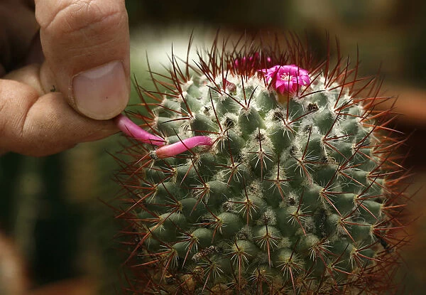 Plantation owner Diego Cruz removes a seed from an Escobaria cactus plant for propagation