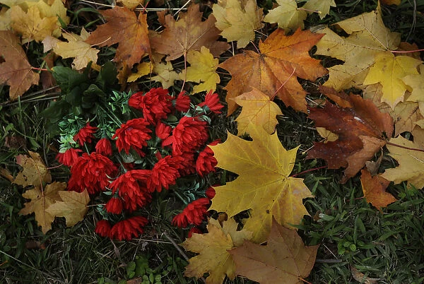 Plastic flowers lie on autumn leaves near a grave in Derio cemetery near Bilbao on All Saints Day