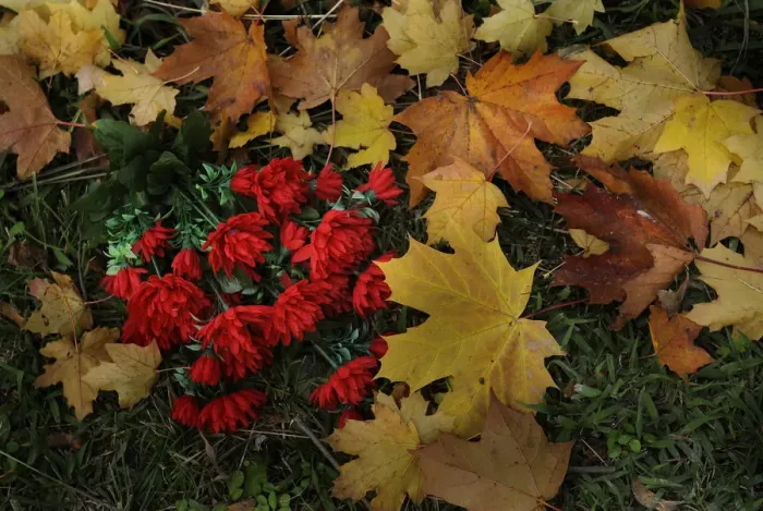 Framed Print : Plastic flowers lie on autumn leaves near a grave in Derio cemetery near Bilbao on All Saints Day Framed Print : Plastic flowers lie on autumn leaves near a grave in Derio cemetery near Bilbao on All Saints Day