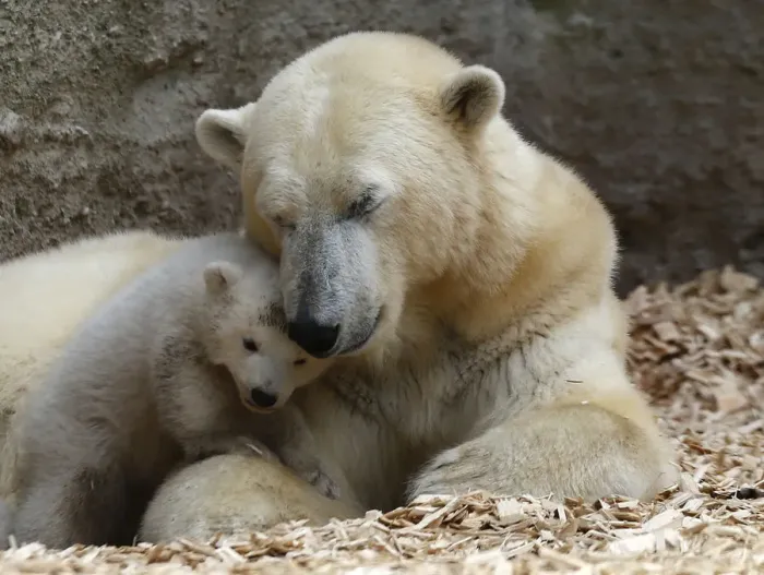 Framed Print : A polar bear cub plays next to its mother Giovanna outside in their enclosure at Tierpark
