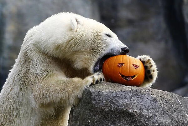 A polar bear eats pumpkin during Halloween celebration in the Tiergarten Schoenbrunn zoo