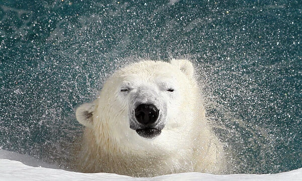 A polar bear shakes his body to remove water at the St. Felicien Wildlife Zoo in St