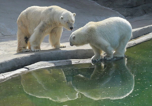 Polar bears are reflected in a pool at Moscow Zoo