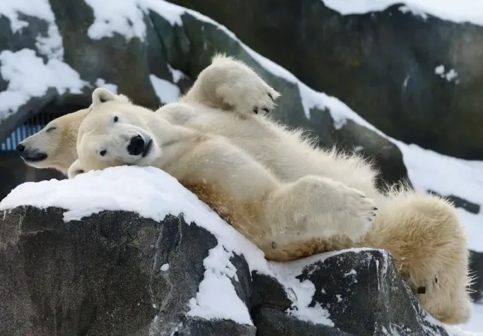 Framed Print : Two polar bears relax in the snow at Schoenbrunn zoo in Vienna