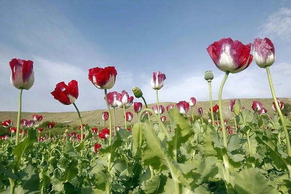 Poppy flowers are seen in full bloom in a field in the eastern province of Jalalabad