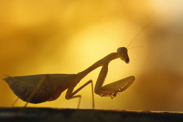 A praying mantis climbs a shoot in Cape Town
