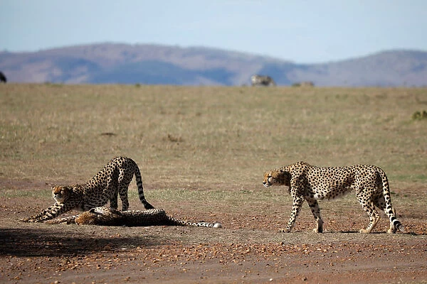 Three out of a pride of five male cheetahs are seen in the Msai Mara National Reserve