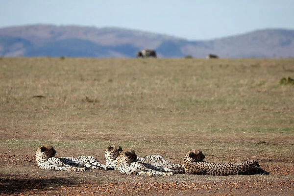 Four out of a pride of five male cheetahs are seen as they rest in the Msai Mara