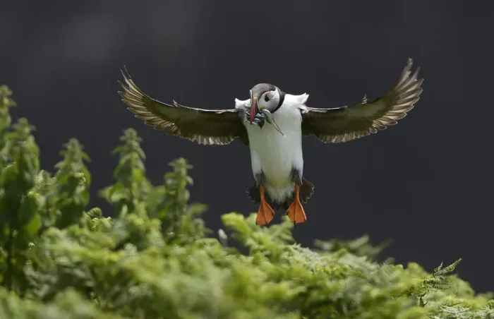 Framed Print : A Puffin jumps into its burrow with a mouthful of sea eels to feed its chick on Skomer Framed Print : A Puffin jumps into its burrow with a mouthful of sea eels to feed its chick on Skomer