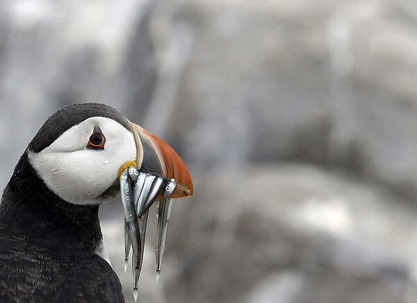 A puffin is seen on the Farne Islands off the Northumberland coast near Seahouses