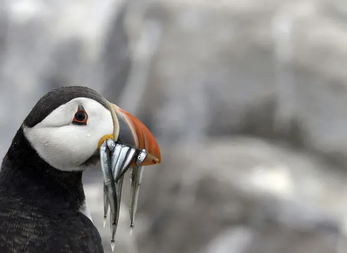 Framed Print : A puffin is seen on the Farne Islands off the Northumberland coast near Seahouses