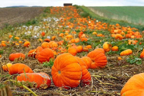 Pumpkins are pictured in a field on an autumn morning in Oulens-sous-Echallens