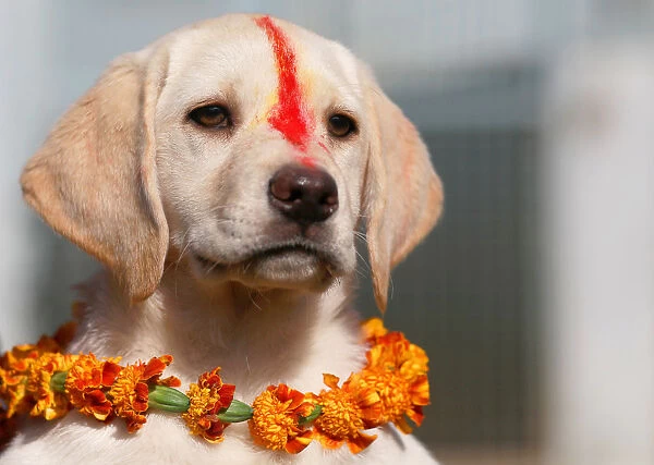 A puppy with Sindoor vermillion powder on its forehead and a garland is pictured