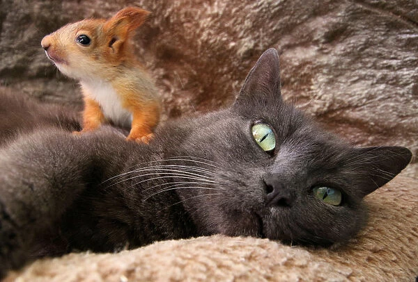 Pusha the cat and a baby squirrel look on in Bakhchisaray