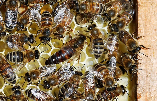 A queen bee is seen on a honeycomb at an apiary, in Casablanca