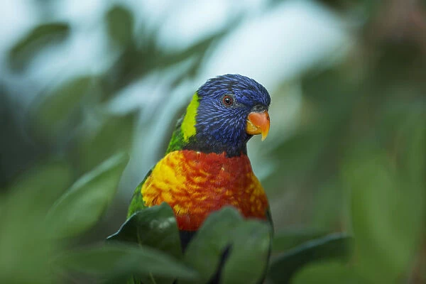 A rainbow Lorikeet is seen in its enclosure at the Biblical Zoo in Jerusalem