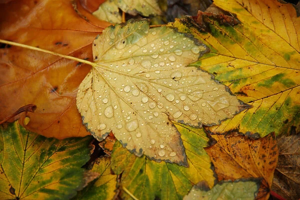 Raindrops collect on fallen leaves on an autumnal day in central London
