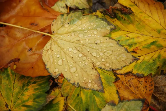 Framed Print : Raindrops collect on fallen leaves on an autumnal day in central London Framed Print : Raindrops collect on fallen leaves on an autumnal day in central London