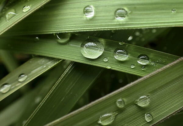 Raindrops are seen on leaves at a river bank in Tokyo