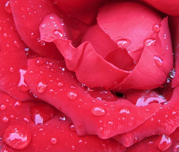 Raindrops are seen on a rose after a storm on the Greek island of Kefalonia