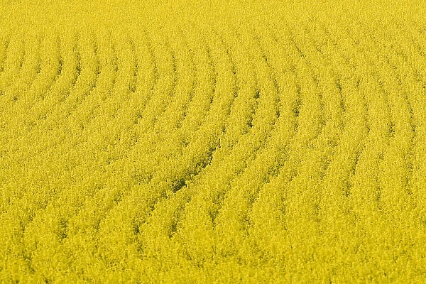 A rapeseed field is pictured in the Swiss countryside near Aubonne