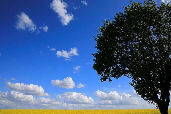 A rapeseed field seen under a blue sky, in Avesnes-les-Aubert near Cambrai