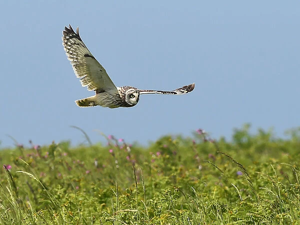 A rare short eared owl flies in daylight on the island of Skomer, Pembrokeshire, Wales
