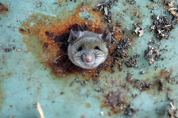 A rats head rests as it is constricted in an opening in the bottom of a garbage can