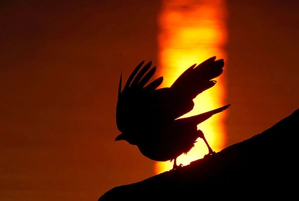 Raven takes off from a tree during sunset at a lake on the outskirts of Minsk