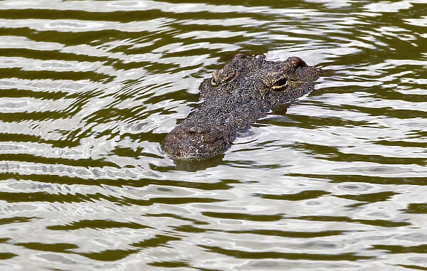 A recaptured crocodile swims in a pen after about 15000 of the animals escaped