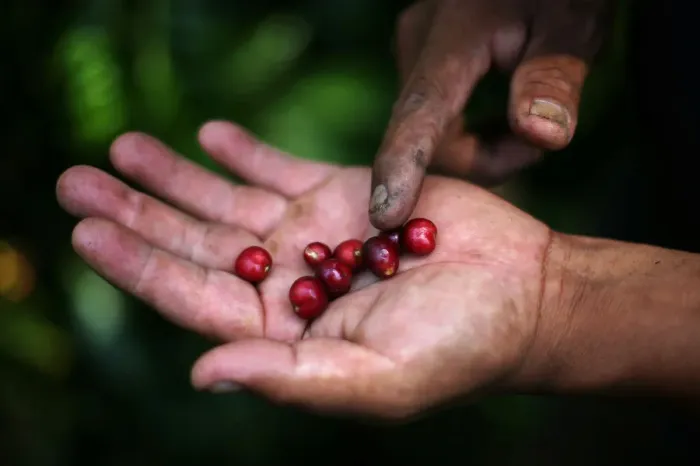 Framed Print : Recently-harvested coffee fruits are pictured at a plantation in Tepezonapa