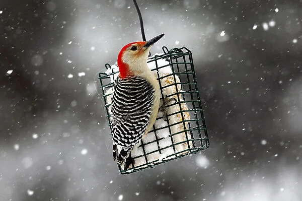 A Red-bellied Woodpecker perches on a suet feeder during a winter storm in the village