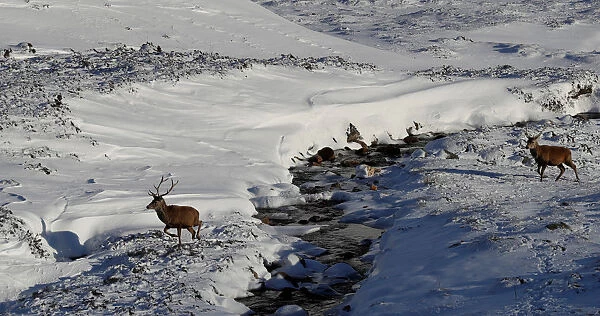 Red deer cross a river in the snow in Glenshee, Scotland