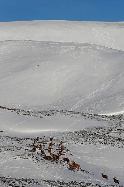 Red deer forage for food in the snow in Glenshee, Scotland