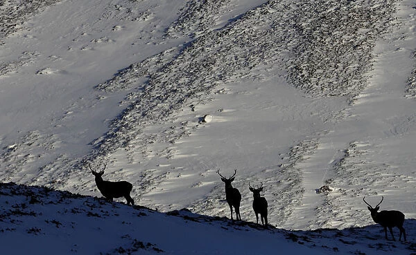 Red deer forage for food in the snow in Glenshee, Scotland