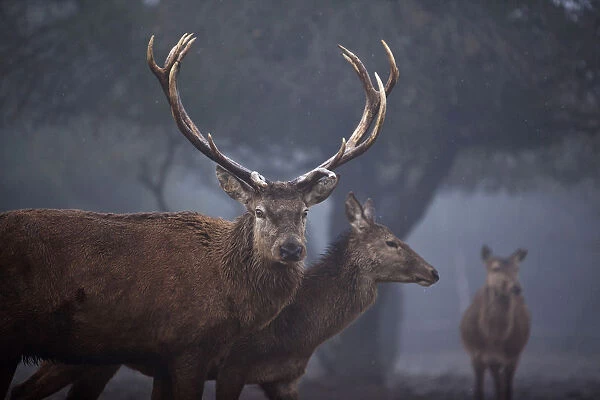 Red deer roam on a foggy day in the Golan Heights, near Israels border with Syria