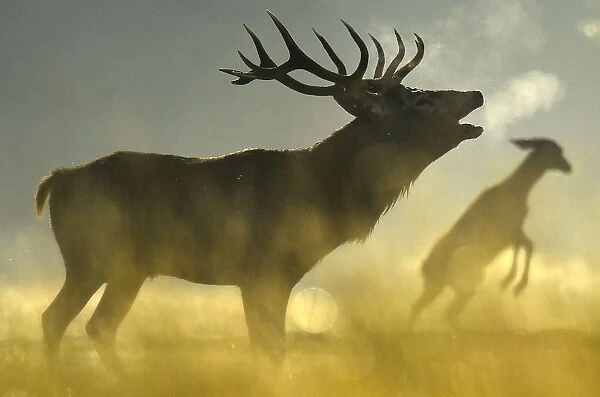 A Red deer stag barks, with a female seen behind, in the morning sun in Richmond Park in