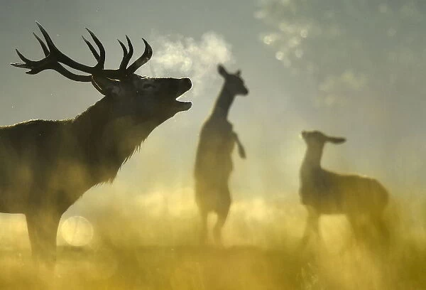 A Red deer stag barks, with females seen behind, in the morning sun in Richmond Park