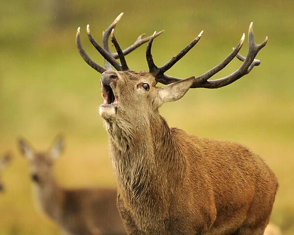 A red deer stag bellows during the rutting season at the Highland Wildlife Park, Kincraig