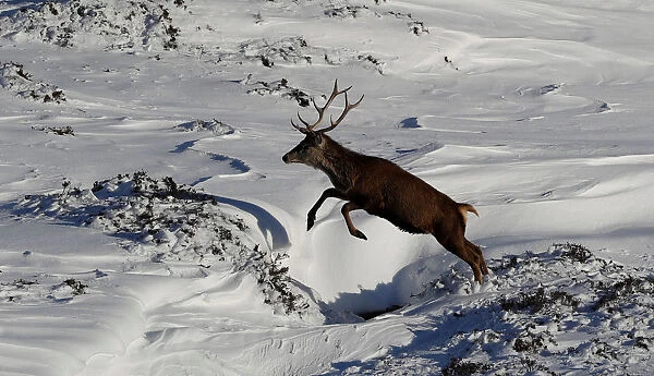 A red deer stag leaps in the snow in Glenshee, Scotland