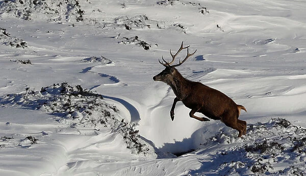 A red deer stag leaps in the snow in Glenshee, Scotland