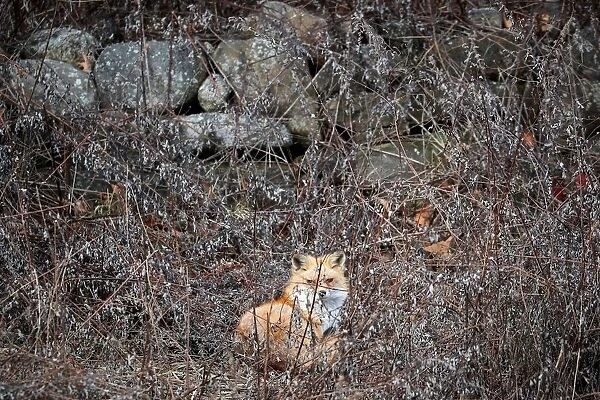 A red fox sits in a field in Hook Mountain State Park above Nyack, New York