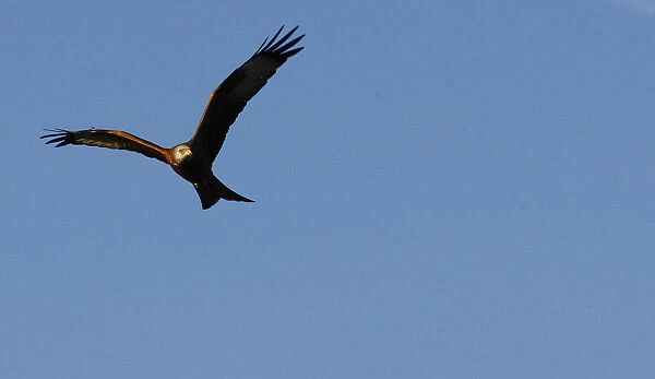 A red kite flys over the Chiltern Hills in southern England