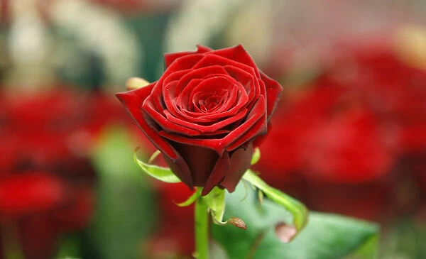 A red rose is displayed on a stall at New Covent Garden Market a day before Valentines Day