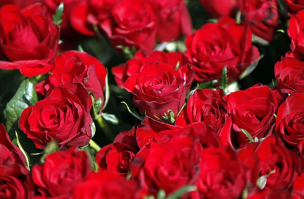 Red roses are for sale during International Womens Day in Belgrade