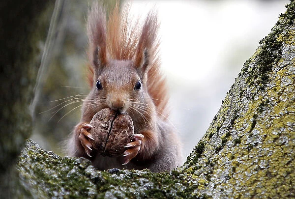 Red squirrel sits in a tree as it holds walnut in Frankfurts city centre