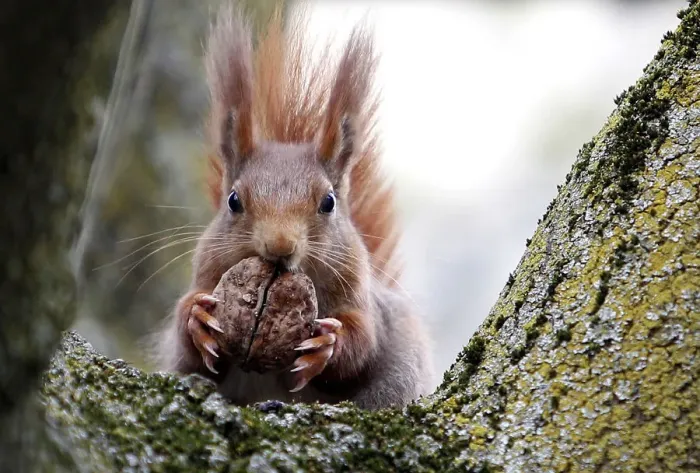 Framed Print : Red squirrel sits in a tree as it holds walnut in Frankfurts city centre Framed Print : Red squirrel sits in a tree as it holds walnut in Frankfurts city centre