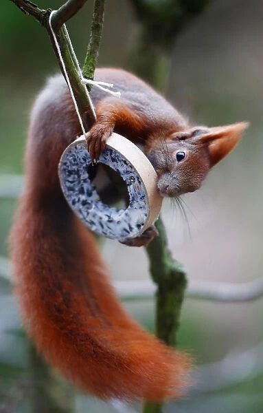 A red squirrel takes bird food at a tree in Berlin