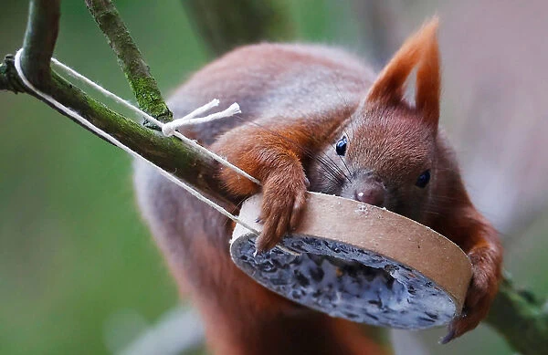 A red squirrel takes bird food at a tree in Berlin