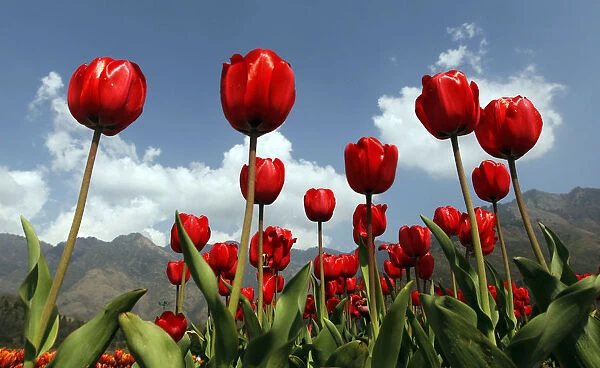 Red tulips are seen in full bloom inside Kashmirs tulip garden during Baisakhi festival